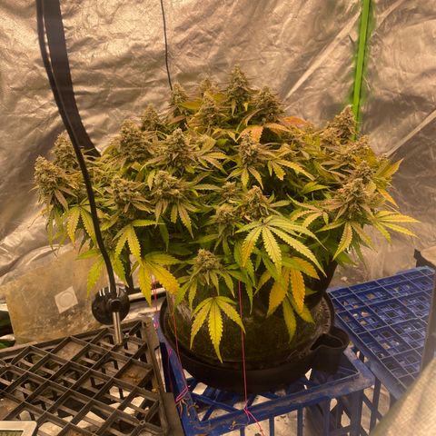 Unknown strain growlog timeline photo