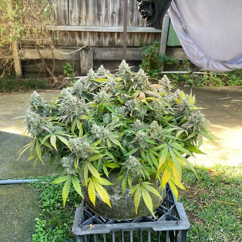 Unknown strain growlog timeline photo
