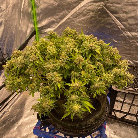 Unknown strain growlog timeline photo