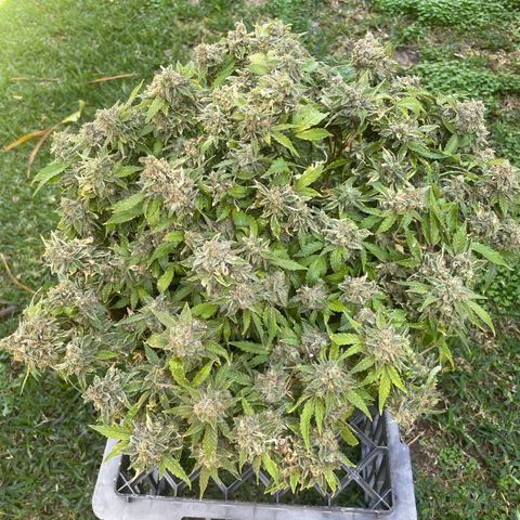 Unknown strain growlog timeline photo