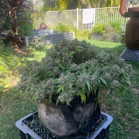 Unknown strain growlog timeline photo