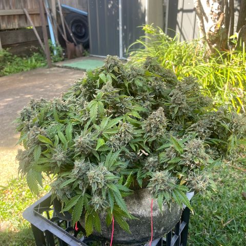 Unknown strain growlog timeline photo
