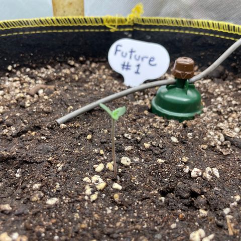 Future 1 photo growlog timeline photo