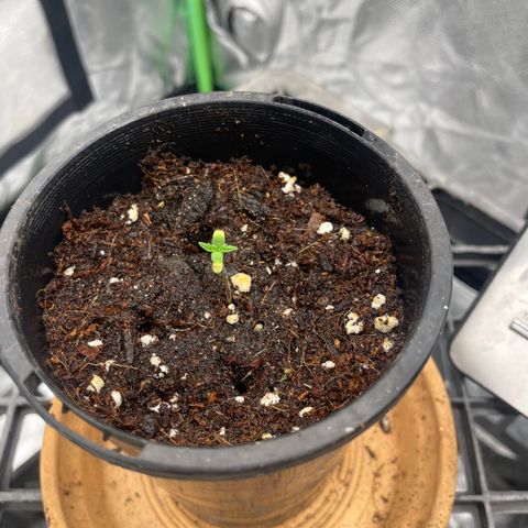 Future 1 photo growlog photo: This is little one. Helmet head. 