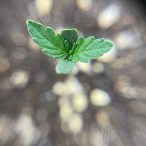Future 1 photo growlog timeline photo