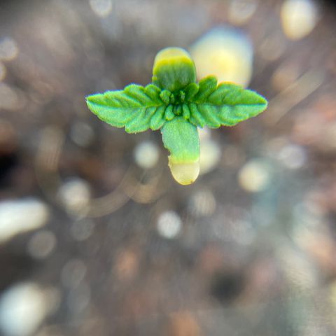 Future 1 photo growlog timeline photo