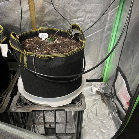 Future 1 photo growlog photo: Blue tongue lizard got in to tent