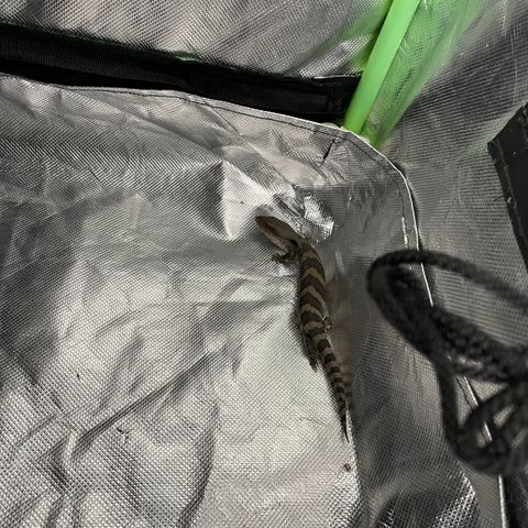 Future 1 photo growlog photo: Blue tongue lizard got in to tent