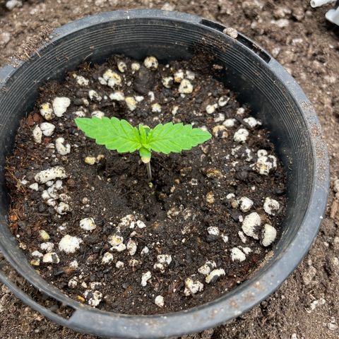 Future 1 photo growlog timeline photo