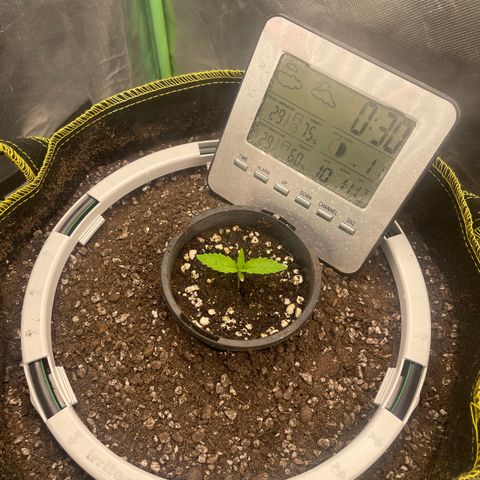 Future 1 photo growlog timeline photo