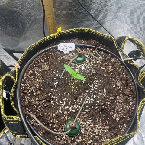 Future 1 photo growlog timeline photo