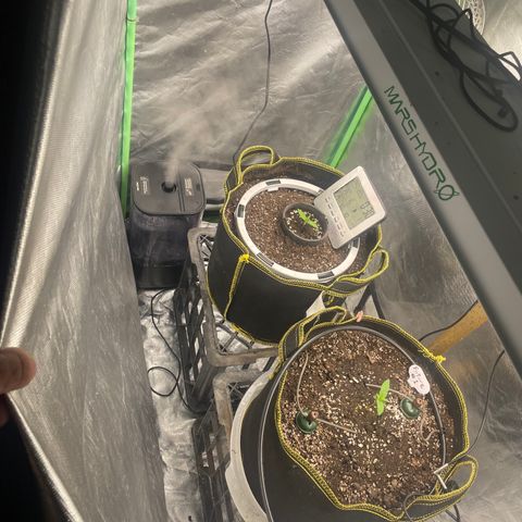 Future 1 photo growlog timeline photo