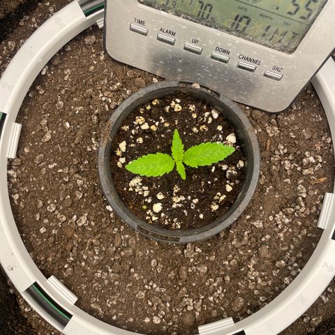 Future 1 photo growlog photo:  So far probably the easiest grow I’ve ever done turbo dirt and blue mat carrots rule .