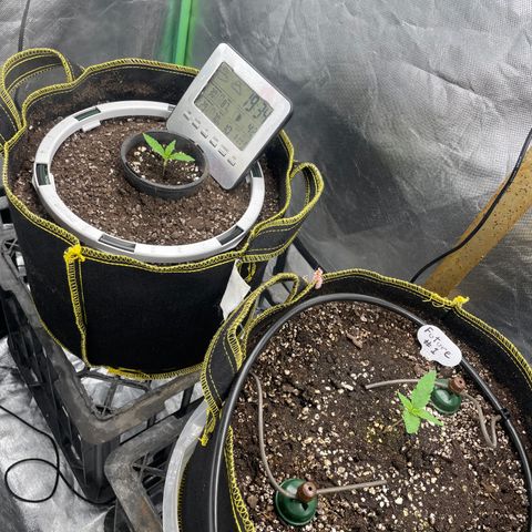 Future 1 photo growlog photo:  So far probably the easiest grow I’ve ever done turbo dirt and blue mat carrots rule .