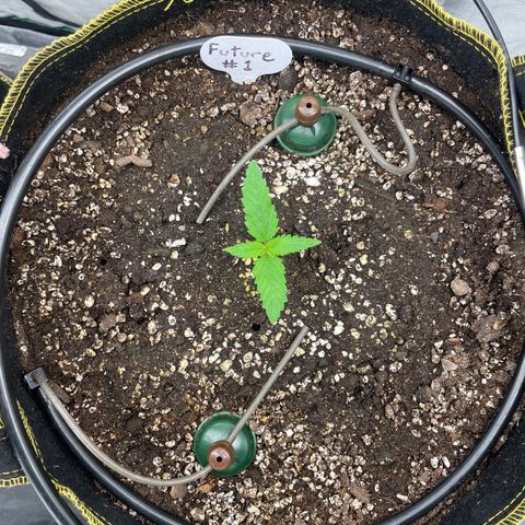 Future 1 photo growlog photo:  So far probably the easiest grow I’ve ever done turbo dirt and blue mat carrots rule .