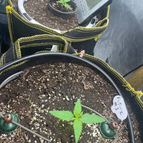 Future 1 photo growlog timeline photo