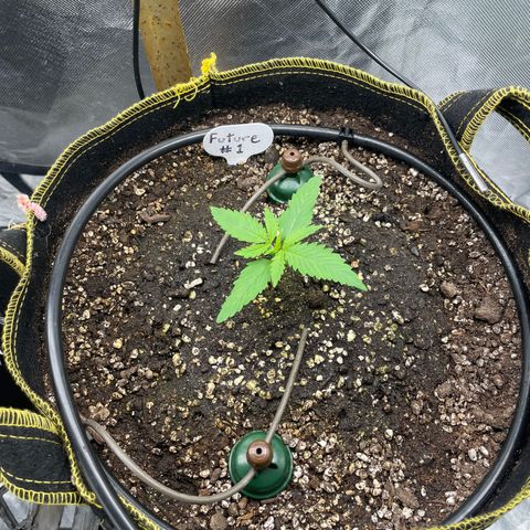 Future 1 photo growlog timeline photo
