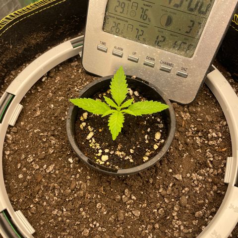 Future 1 photo growlog timeline photo