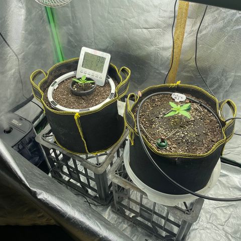 Future 1 photo growlog timeline photo