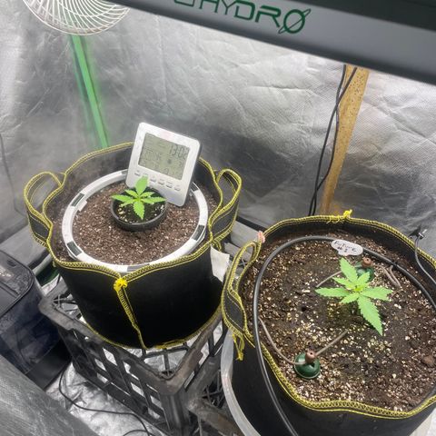 Future 1 photo growlog timeline photo