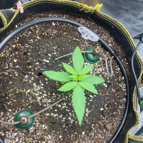 Future 1 photo growlog timeline photo