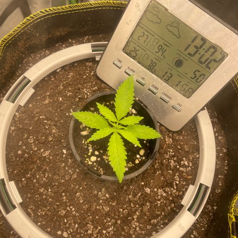 Future 1 photo growlog timeline photo