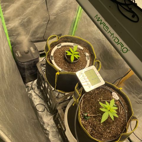 Future 1 photo growlog timeline photo