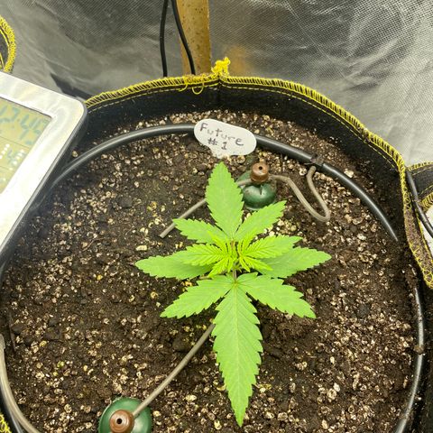 Future 1 photo growlog timeline photo