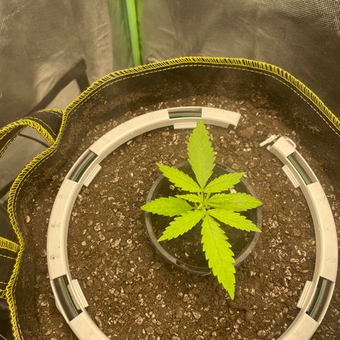 Future 1 photo growlog timeline photo