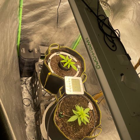 Future 1 photo growlog timeline photo