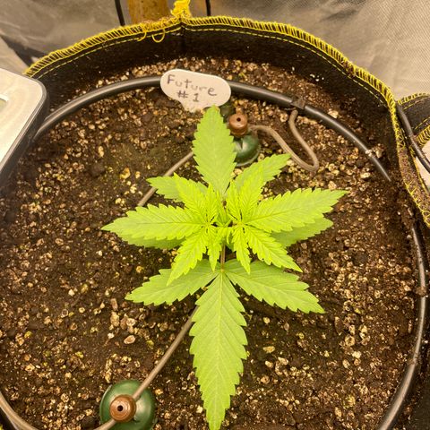 Future 1 photo growlog timeline photo