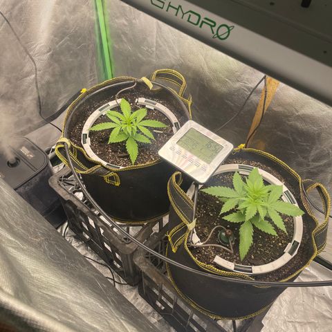 Future 1 photo growlog timeline photo