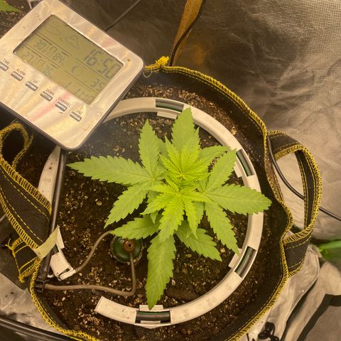 Future 1 photo growlog timeline photo