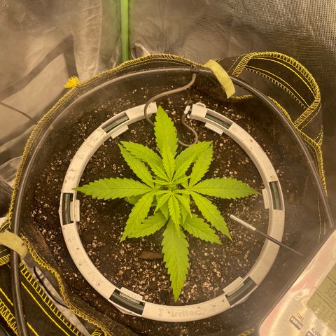 Future 1 photo growlog timeline photo