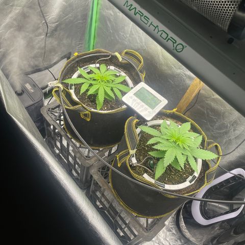 Future 1 photo growlog timeline photo