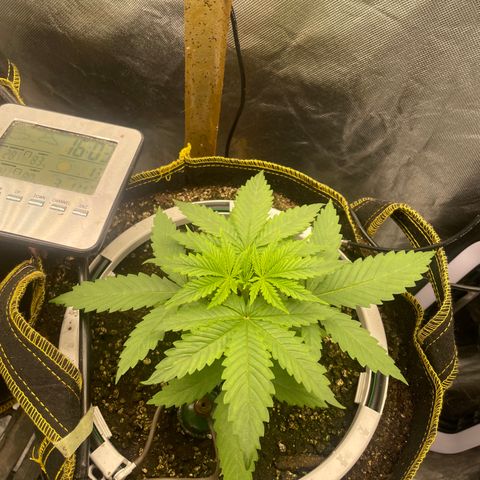 Future 1 photo growlog timeline photo