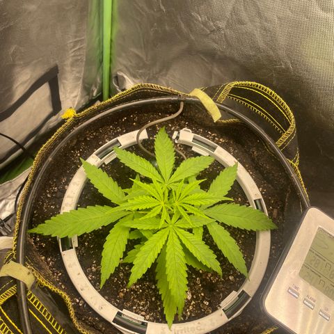 Future 1 photo growlog timeline photo