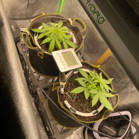Future 1 photo growlog timeline photo