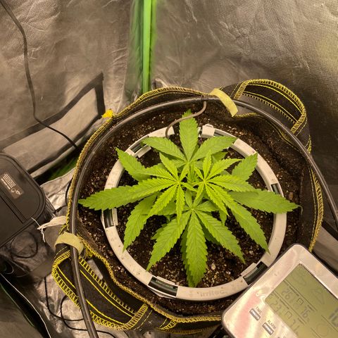 Future 1 photo growlog timeline photo