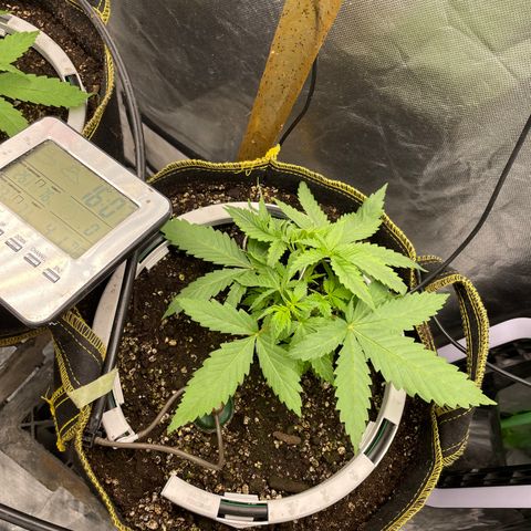 Future 1 photo growlog timeline photo