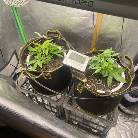 Future 1 photo growlog timeline photo
