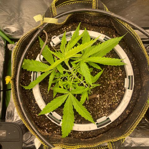 Future 1 photo growlog timeline photo