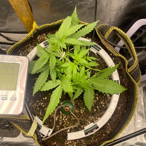 Future 1 photo growlog timeline photo