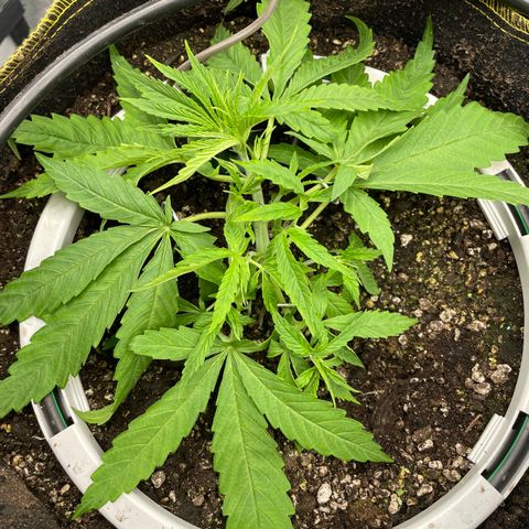 Future 1 photo growlog photo: More lst