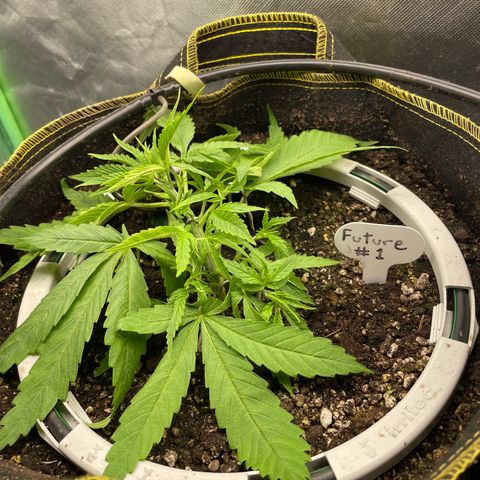 Future 1 photo growlog photo: More lst