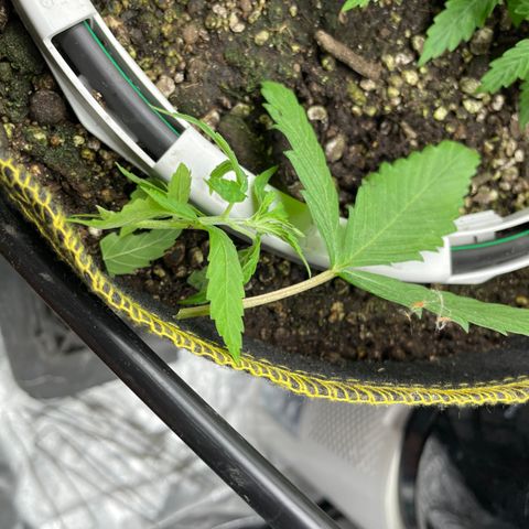 Future 1 photo growlog photo: More lst