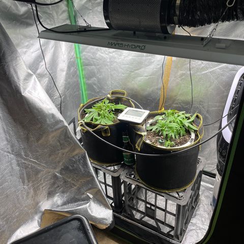Future 1 photo growlog photo: More lst