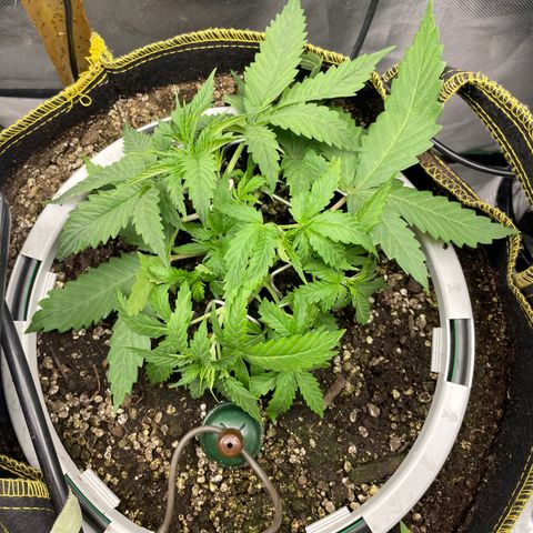 Future 1 photo growlog photo: More lst