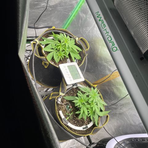 Future 1 photo growlog photo: Looking good after lst. 