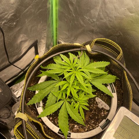 Future 1 photo growlog photo: Looking good after lst. 